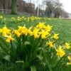 Daffodil（水仙）