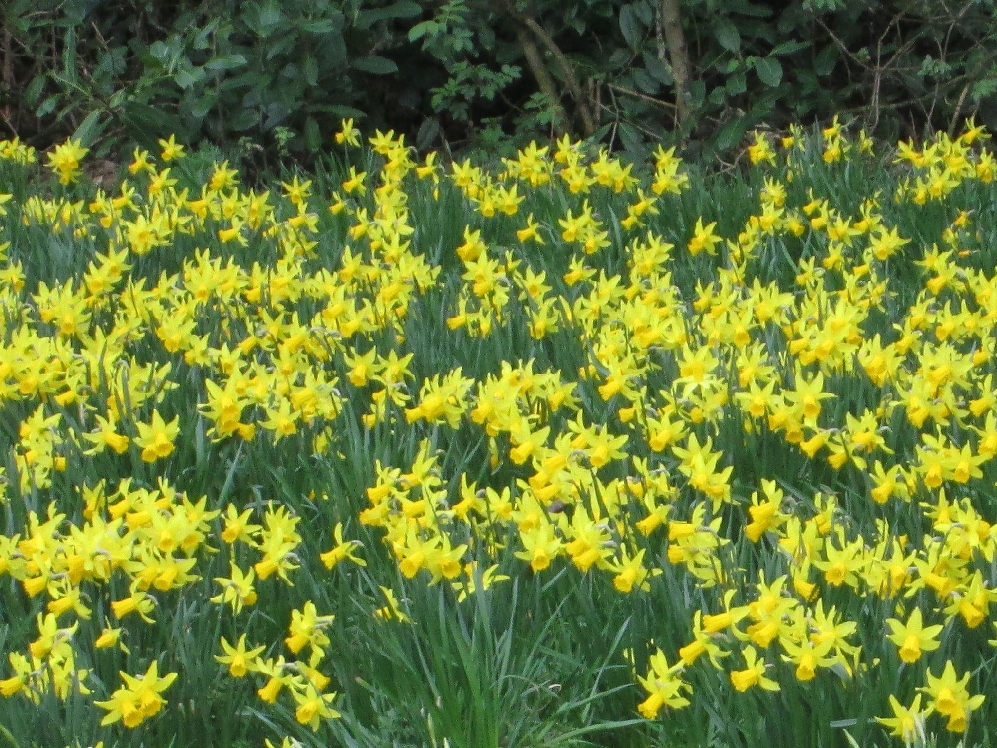 水仙（Daffodils）