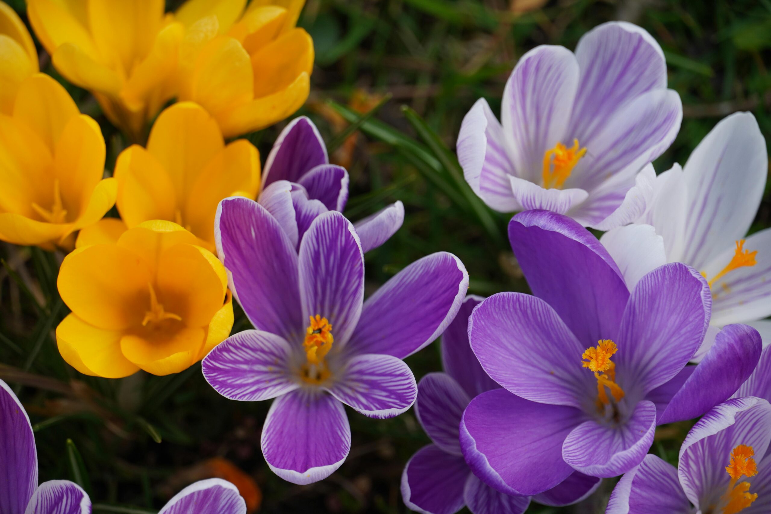 Crocus